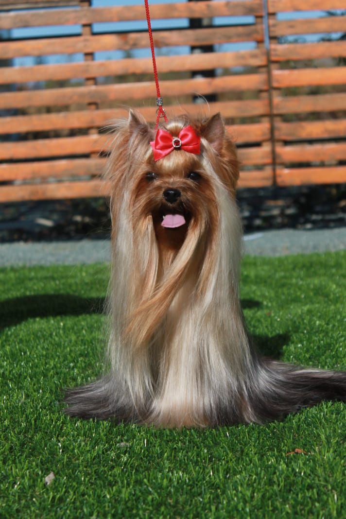  DE LUX MARYI ROX SHARLOTTA &mdash; Labaza DogPedigree YorkshireTerrier